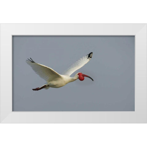 FL, Tampa Bay Flying white ibis White Modern Wood Framed Art Print by Morris, Arthur