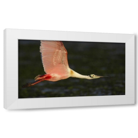 Florida, Tampa Bay Roseate spoonbill in flight White Modern Wood Framed Art Print by Morris, Arthur