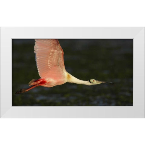 Florida, Tampa Bay Roseate spoonbill in flight White Modern Wood Framed Art Print by Morris, Arthur