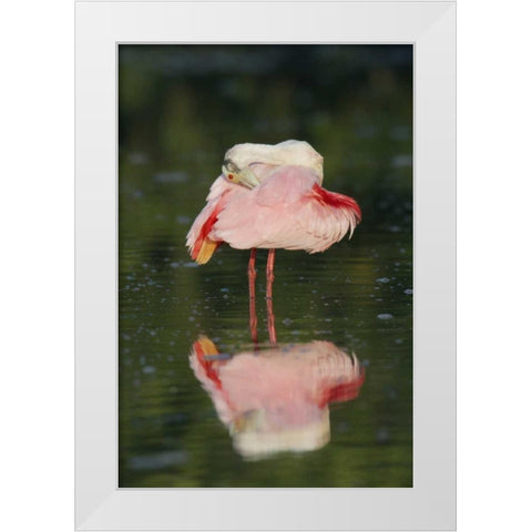 FL, Tampa Bay Roseate spoonbill preening White Modern Wood Framed Art Print by Morris, Arthur