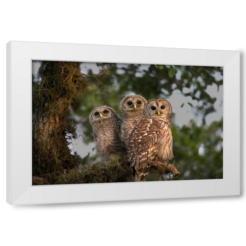 Florida, Viera Wetlands Barred owls in tree White Modern Wood Framed Art Print by Williams, Joanne