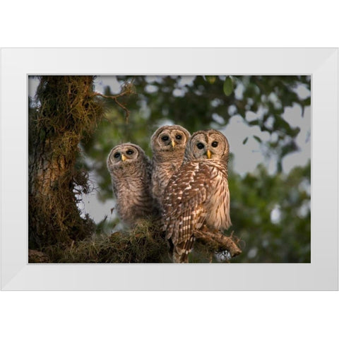 Florida, Viera Wetlands Barred owls in tree White Modern Wood Framed Art Print by Williams, Joanne