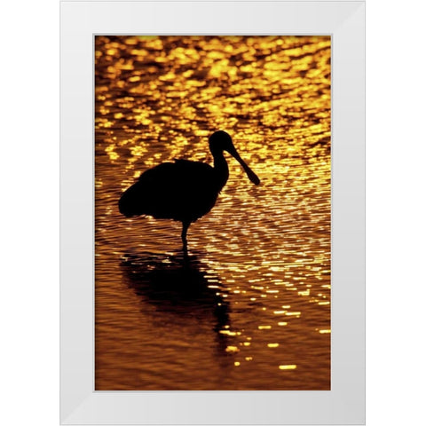 FL, Vierra Wetlands Roseate spoonbill silhouette White Modern Wood Framed Art Print by Morris, Arthur