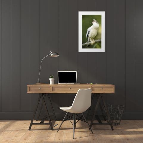 FL, Abandoned anhinga chick on branch yawning White Modern Wood Framed Art Print by Morris, Arthur