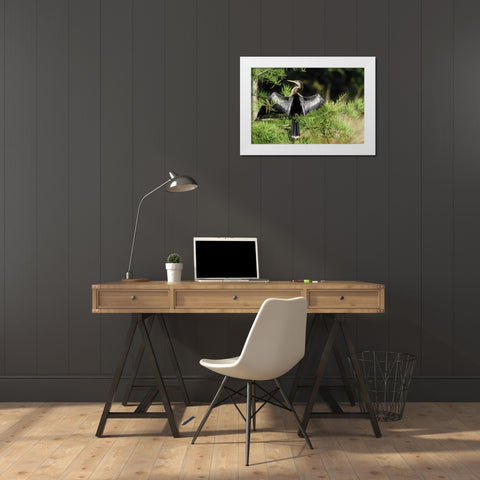 Florida Anhinga in spread-wing posture behavior White Modern Wood Framed Art Print by Williams, Joanne