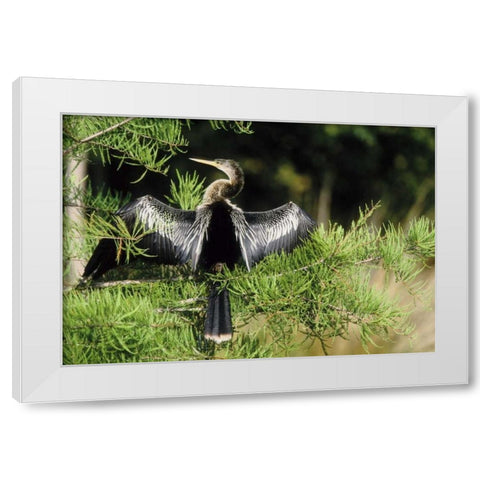 Florida Anhinga in spread-wing posture behavior White Modern Wood Framed Art Print by Williams, Joanne