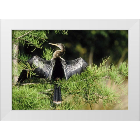 Florida Anhinga in spread-wing posture behavior White Modern Wood Framed Art Print by Williams, Joanne