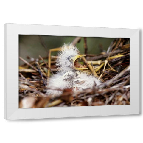 Florida Baby cattle egret in nest begs for food White Modern Wood Framed Art Print by Williams, Joanne