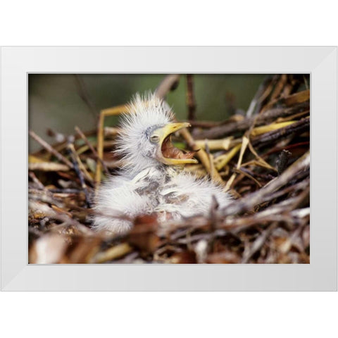 Florida Baby cattle egret in nest begs for food White Modern Wood Framed Art Print by Williams, Joanne