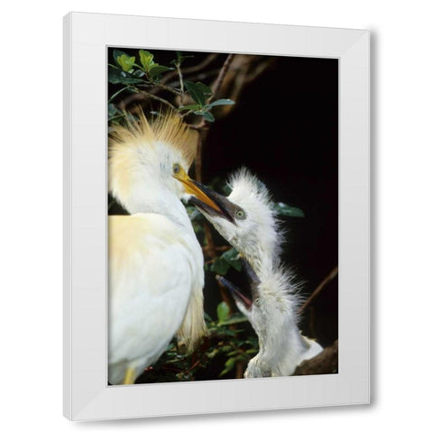 Florida Cattle egret feeds one of its two chicks White Modern Wood Framed Art Print by Williams, Joanne