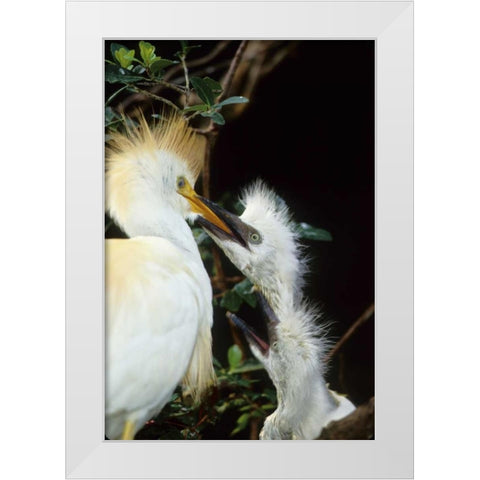 Florida Cattle egret feeds one of its two chicks White Modern Wood Framed Art Print by Williams, Joanne