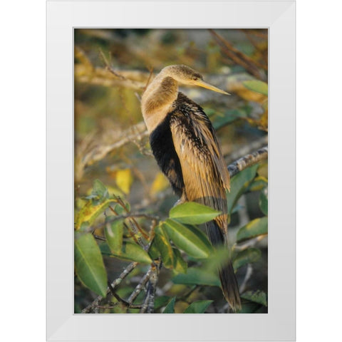 USA, Florida Close-up of anhinga on tree limb White Modern Wood Framed Art Print by Williams, Joanne