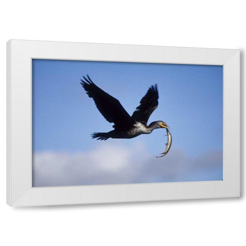 USA, Florida Cormorant in flight carrying fish White Modern Wood Framed Art Print by Williams, Joanne