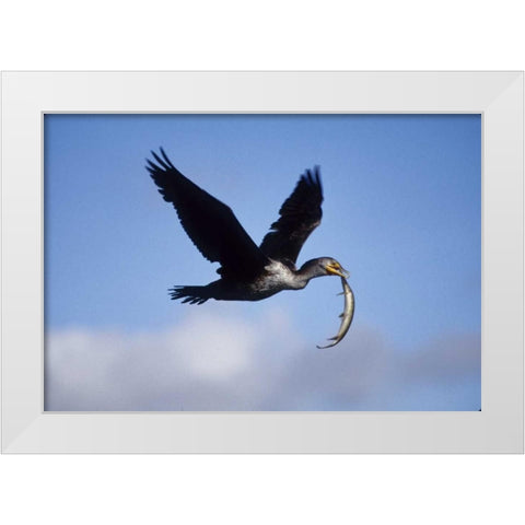 USA, Florida Cormorant in flight carrying fish White Modern Wood Framed Art Print by Williams, Joanne
