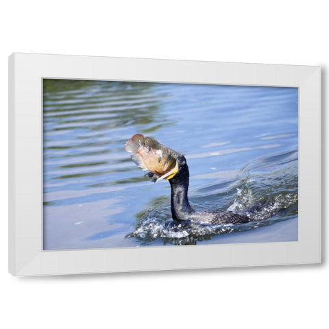 Florida Cormorant swallowing freshly caught fish White Modern Wood Framed Art Print by Williams, Joanne