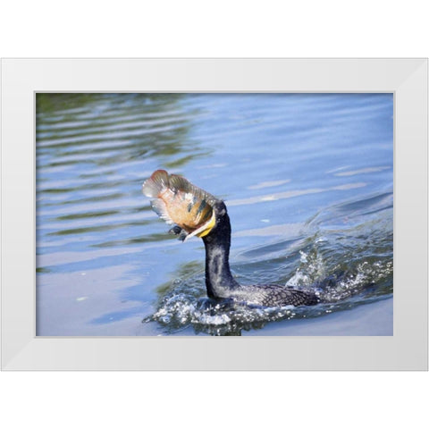 Florida Cormorant swallowing freshly caught fish White Modern Wood Framed Art Print by Williams, Joanne