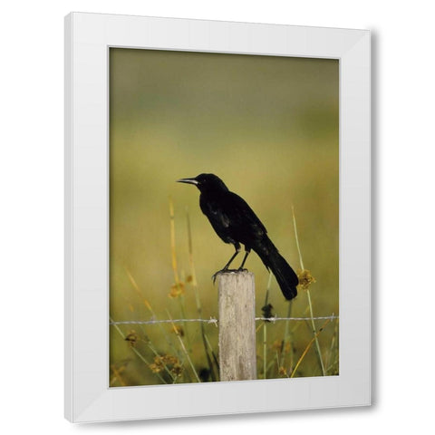 USA, Florida Fish crow stands on fence post White Modern Wood Framed Art Print by Williams, Joanne