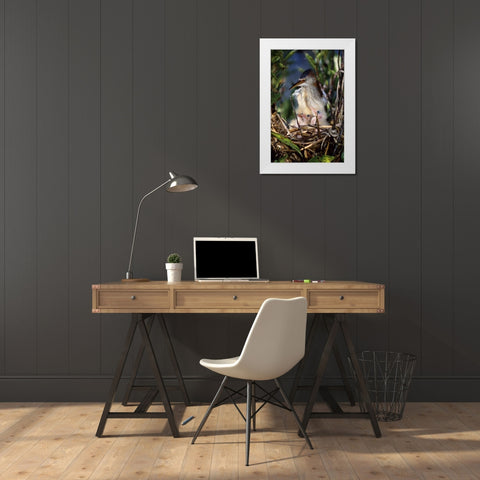 Florida Least bittern parent with chicks in nest White Modern Wood Framed Art Print by Williams, Joanne