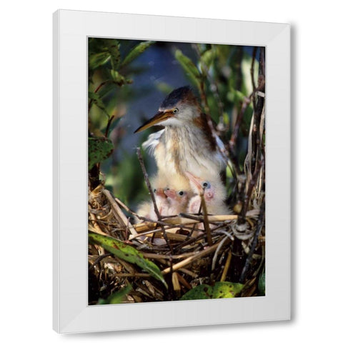 Florida Least bittern parent with chicks in nest White Modern Wood Framed Art Print by Williams, Joanne