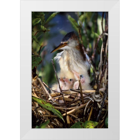 Florida Least bittern parent with chicks in nest White Modern Wood Framed Art Print by Williams, Joanne