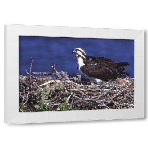 FL, Blue Cypress Lake, Osprey and chicks in nest White Modern Wood Framed Art Print by Williams, Joanne