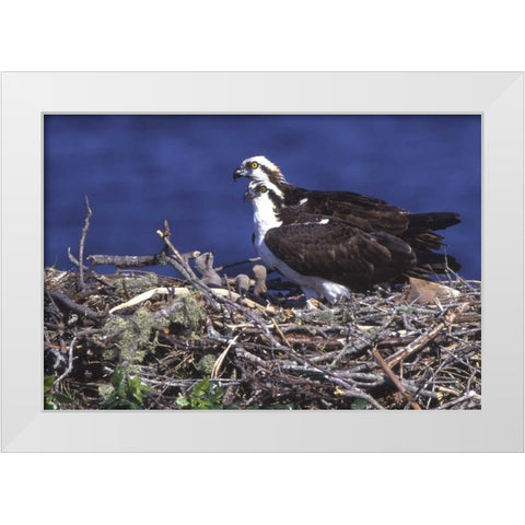 FL, Blue Cypress Lake, Osprey and chicks in nest White Modern Wood Framed Art Print by Williams, Joanne
