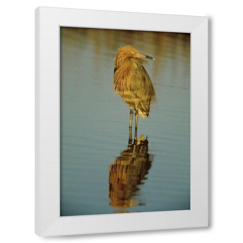 FL, Reddish egret reflects in water while hunting White Modern Wood Framed Art Print by Williams, Joanne