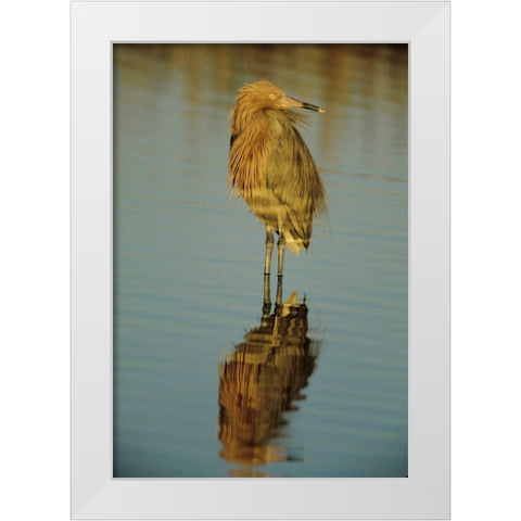 FL, Reddish egret reflects in water while hunting White Modern Wood Framed Art Print by Williams, Joanne