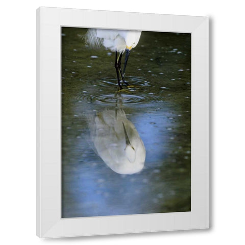 Florida Snowy egret  in water hunting White Modern Wood Framed Art Print by Williams, Joanne