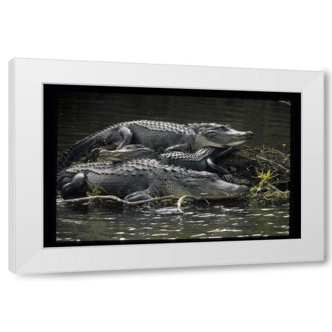Florida Alligators rest on island in wetlands White Modern Wood Framed Art Print by Williams, Joanne