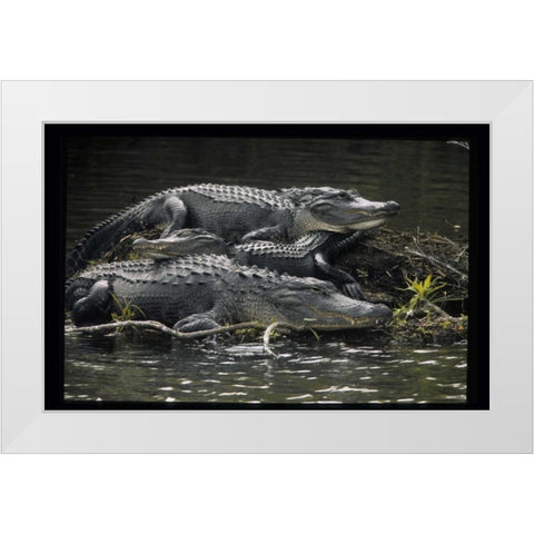 Florida Alligators rest on island in wetlands White Modern Wood Framed Art Print by Williams, Joanne
