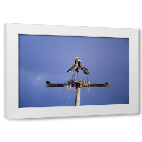 FL, Great blue herons on nest atop a structure White Modern Wood Framed Art Print by Williams, Joanne