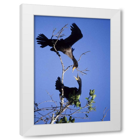 FL, Double-crested cormorants interact in tree White Modern Wood Framed Art Print by Williams, Joanne