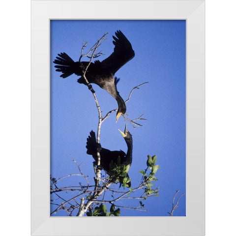 FL, Double-crested cormorants interact in tree White Modern Wood Framed Art Print by Williams, Joanne