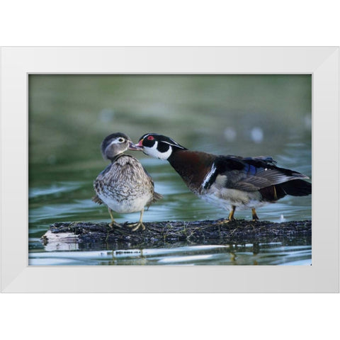 Florida Wood duck interacts with young offspring White Modern Wood Framed Art Print by Williams, Joanne