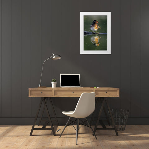 Florida Wood duck stands on sunken log in water White Modern Wood Framed Art Print by Williams, Joanne