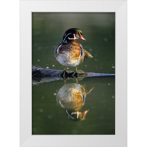 Florida Wood duck stands on sunken log in water White Modern Wood Framed Art Print by Williams, Joanne