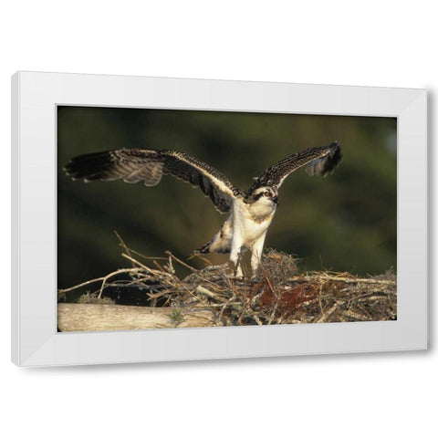 FL, Blue Cypress Lake Osprey takes flight White Modern Wood Framed Art Print by Williams, Joanne