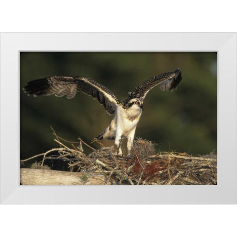 FL, Blue Cypress Lake Osprey takes flight White Modern Wood Framed Art Print by Williams, Joanne