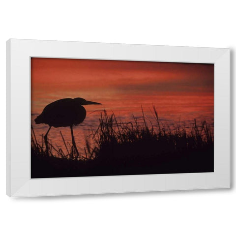 FL, Tampa Bay Silhouette of great blue heron White Modern Wood Framed Art Print by Williams, Joanne