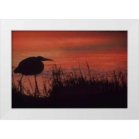 FL, Tampa Bay Silhouette of great blue heron White Modern Wood Framed Art Print by Williams, Joanne