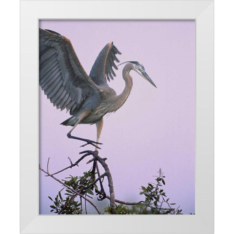 FL, Venice Great blue heron landing at its nest White Modern Wood Framed Art Print by Kelley, David