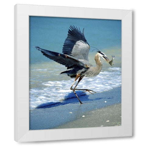 FL, Captiva Island Great blue heron hunting White Modern Wood Framed Art Print by Kelley, David