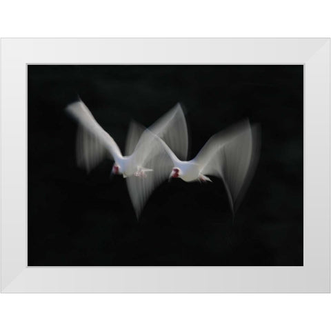 FL, Alafia Bank White ibis pair in flight White Modern Wood Framed Art Print by Morris, Arthur