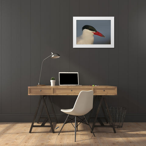 FL, St Petersburg, Caspian terns head White Modern Wood Framed Art Print by Morris, Arthur
