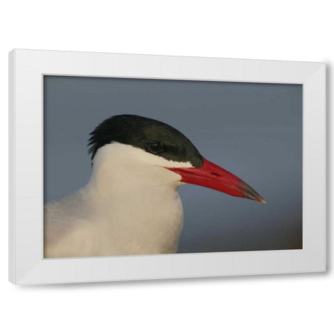 FL, St Petersburg, Caspian terns head White Modern Wood Framed Art Print by Morris, Arthur