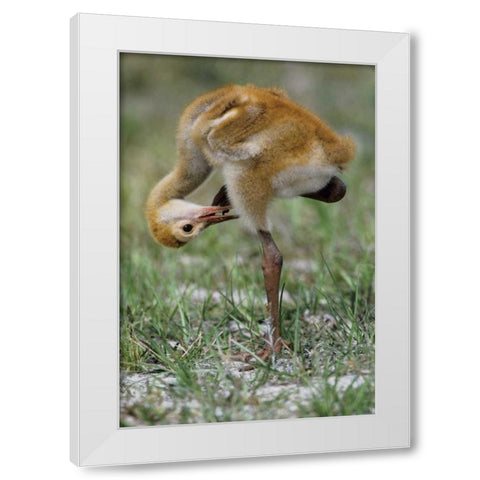 FL, Sandhill crane chick preening feathers White Modern Wood Framed Art Print by Williams, Joanne