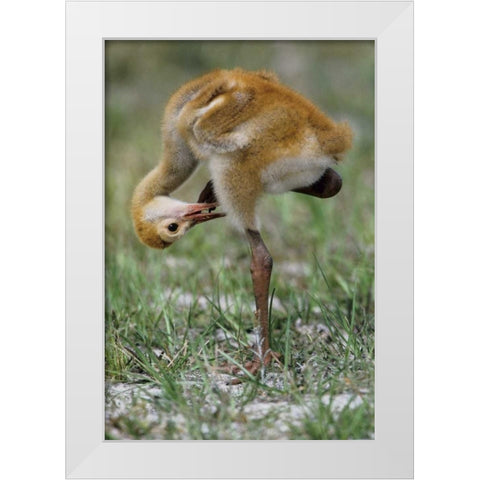 FL, Sandhill crane chick preening feathers White Modern Wood Framed Art Print by Williams, Joanne