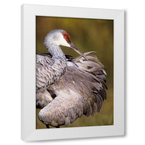 USA, Florida Sandhill crane preening feathers White Modern Wood Framed Art Print by Williams, Joanne