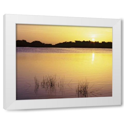 Florida, Everglades NP Sunset reflection on lake White Modern Wood Framed Art Print by Flaherty, Dennis